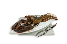 Homard canadien entier