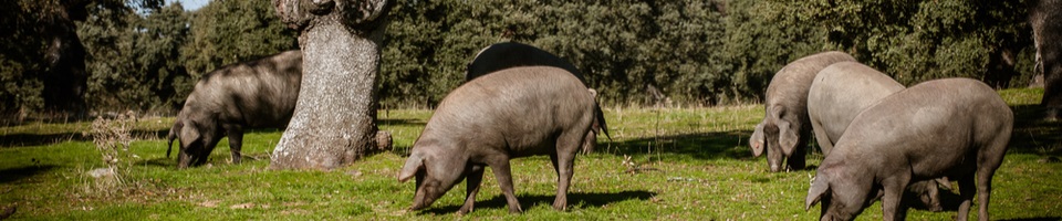 Porc noir de Bigorre