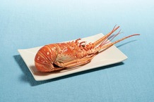 Langouste blanche entière cuite Langouste blanche entière cuite