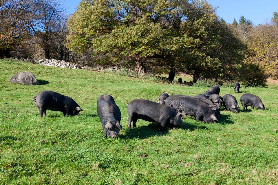 porc-noir-de-bigorre porc-noir-de-bigorre