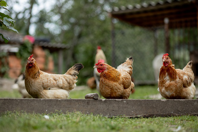 egalim-les-produits-vegetariens