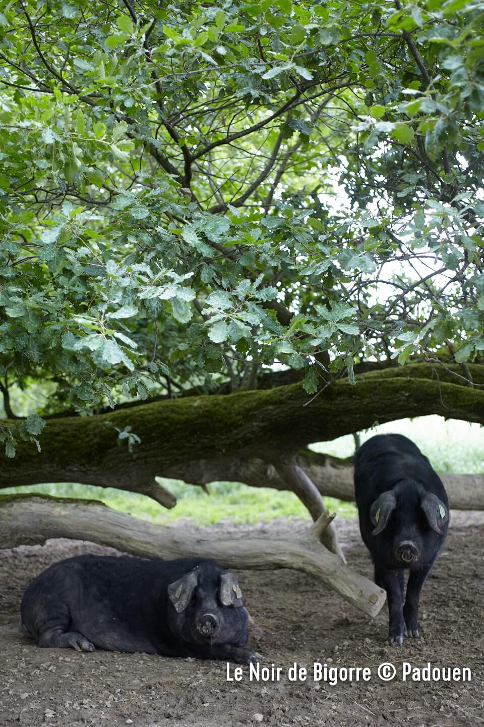 porc-noir-de-bigorre-padouen porc-noir-de-bigorre-padouen