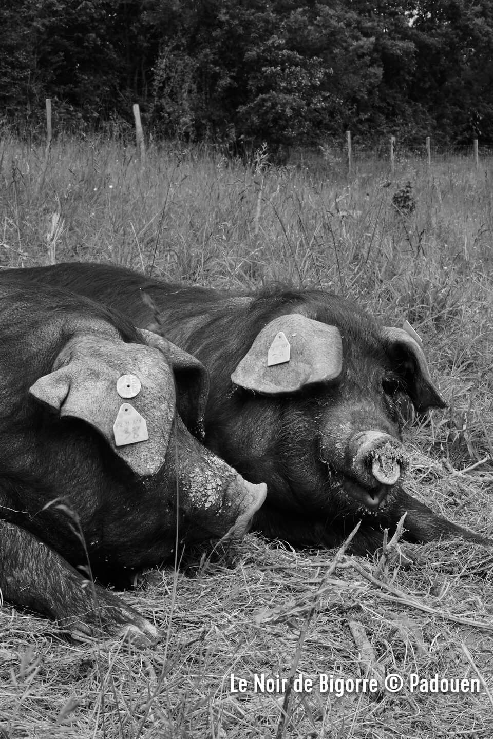 porc-noir-de-bigorre-noir-et-blanc porc-noir-de-bigorre-noir-et-blanc