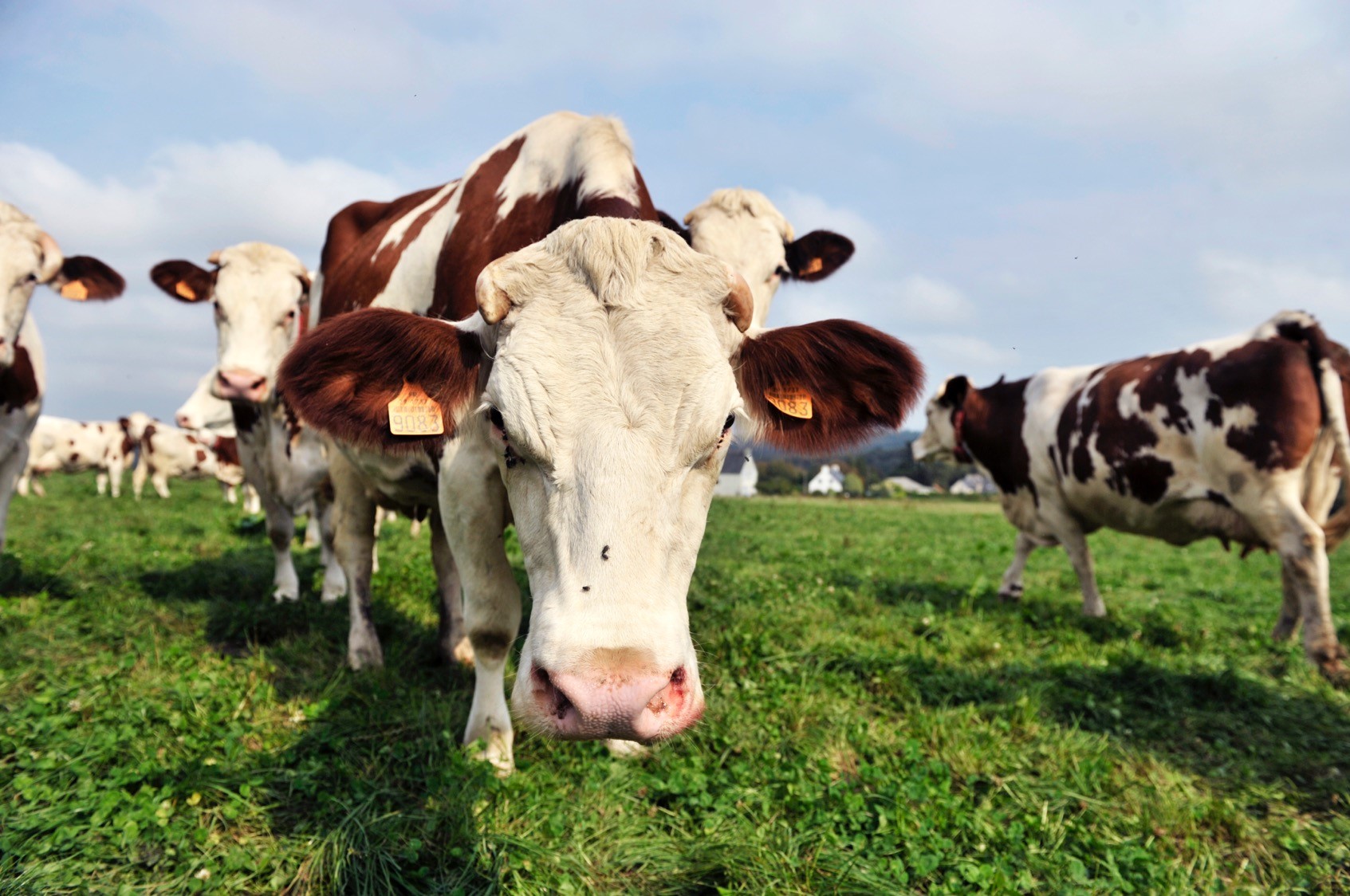 vache laitiere vache laitiere