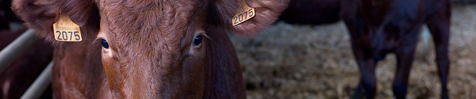 Viande de cheptel français - Brake Viande de cheptel français