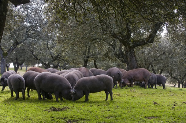 du-champ-a-lassiette-gaultmillau-et-sysco-le-porc-noir-de-bigorre