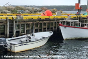 Cabillaud de Terre-Neuve et Labrador