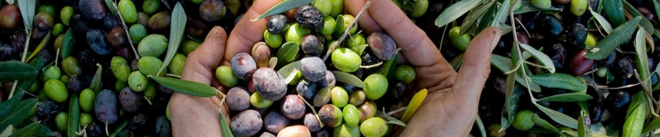 Provence olive Provence olive
