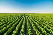 Le Clean Label Sysco